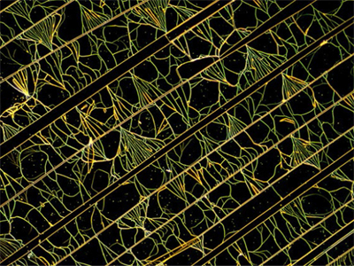 氮化硅的壓紋，反射，暗場