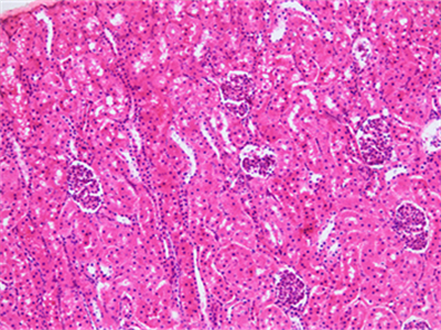 DAPI_0328_141549