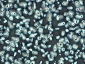 細(xì)胞工廠顯微鏡MH-3CF-應(yīng)用效果(1)-負(fù)相襯觀察