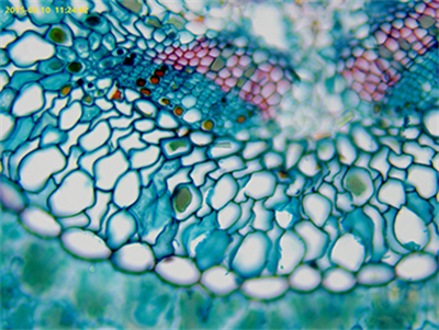 8_Leaf_of_pine_needle