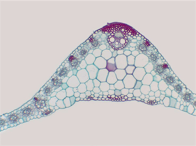 2K相機(jī)MH-200CH，4K相機(jī)MH-400CH應(yīng)用效果圖 (3)