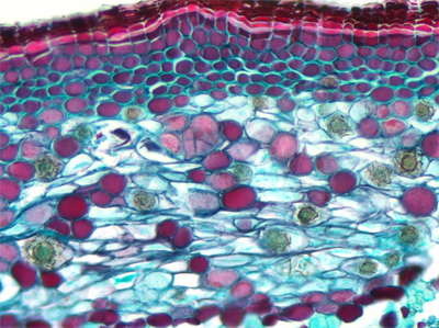 2K相機(jī)MH-200CH，4K相機(jī)MH-400CH應(yīng)用效果圖 (2)