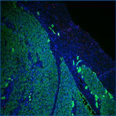 高信噪比、高分辨率圖像(1)